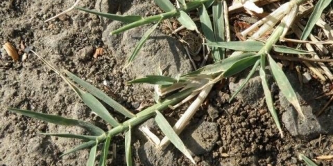 Svinjski prst: fotografija